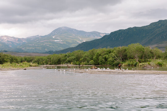 Wide view of Kuril Lake with a brown bear and flock of gulls on a sandbar, surrounded by green forest and volcanic mountains, Kamchatka Krai, Russia