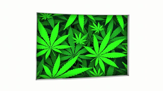 Colorado CO Map Marijuana Pot Leaves State Law CBD THC Pot Cannabis 3d Animation
