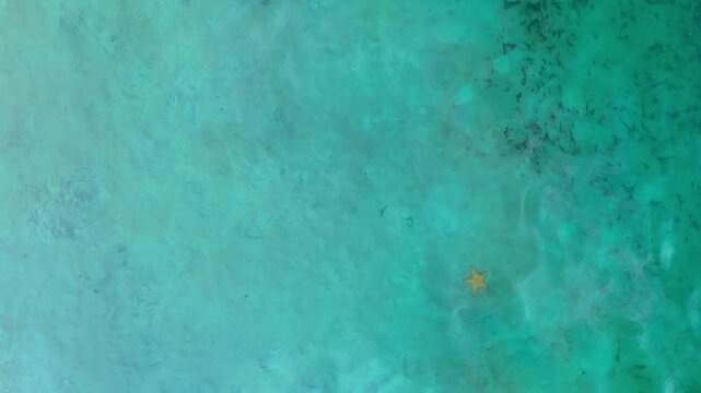 Starfish on shallow sandy seabed in clear Caribbean water, Bocas del Toro, Panama. Overhead drone shot of turquoise tones, rippled sand and marine life.