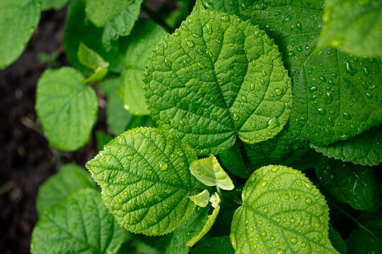 Bright green hydrangea leaves with water drops close up