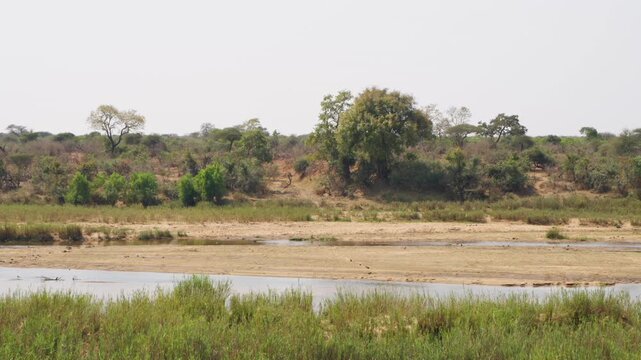 Wide slow-motion static shot of a tranquil watering hole and sandy riverbank framed by bushveld trees and lush reeds in Kruger National Park.