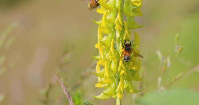 Two Leaf cutter woolly wall bees hover and feed on streaked yellow rattlepod flowers rich in nectar