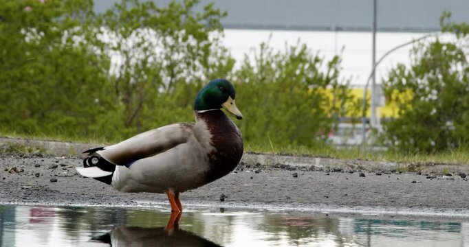 A male mallard duck with a vibrant green head stands on one leg in a shallow puddle, casting a clear reflection on the water's surface.