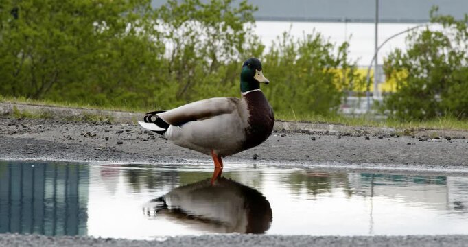 A male mallard duck with an iridescent green head stands in a shallow puddle on an asphalt surface, its body perfectly reflected in the still water.