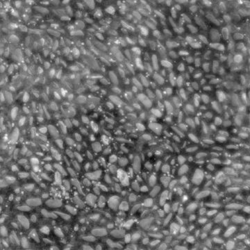 Seamless Grass and Dirt Ground Tileable Displacement Map