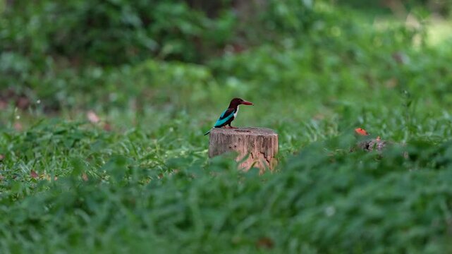  A white-breasted kingfisher is standing on a log eating worms.