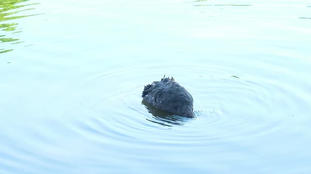 Black bird floating on calm water surface