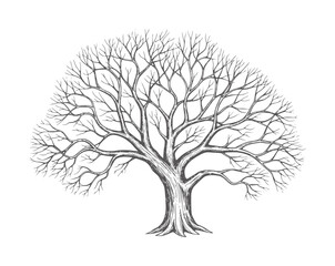 Bare black and white tree with intricate branches and thick trunk © Mehedi