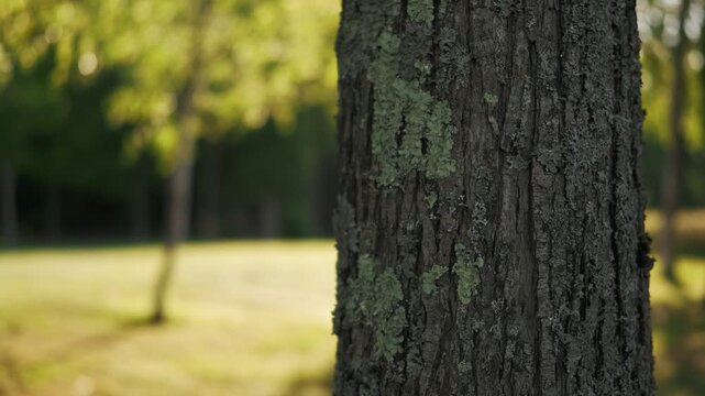 Close-up of a tree trunk in the foreground with a park landscape in the background