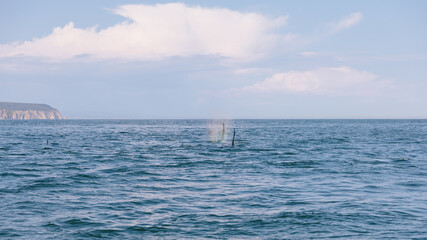 Fototapeta premium Wild orcas surface and blow in the open Pacific Ocean with distant coastal cliffs and soft clouds, Kamchatka Peninsula, Russia, marine wildlife in summer