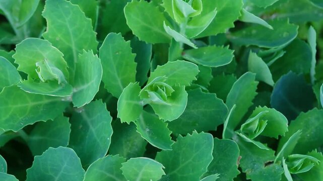 Sedum plant close-up natural background