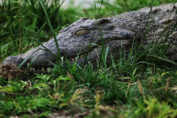 Fototapeta premium Close-up of crocodile head and scales in natural habitat