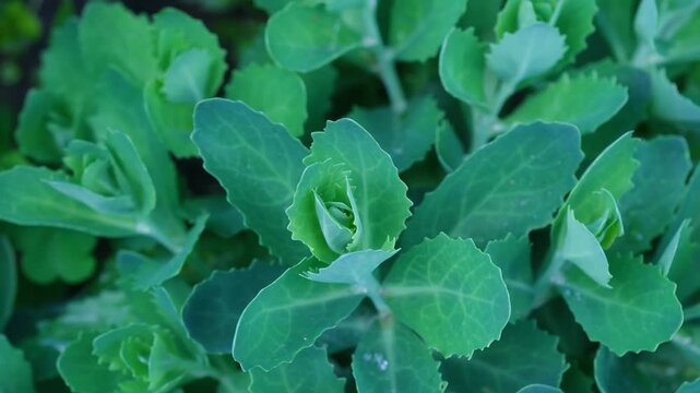 Sedum (Sedum sp.) green leaves close-up nature background