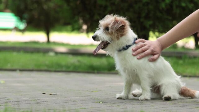 Jack Russell terrier sits in sunny park while female hand pets head neck ears and back. Happy dog pants with tongue out during hot summer weather.