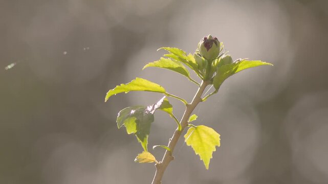 A bud of a rose of Sharon with spiderweb threads attached to it