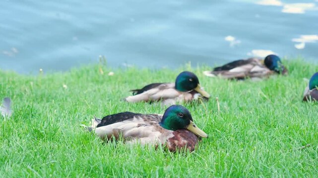 Mallard ducks resting on green grass beside water