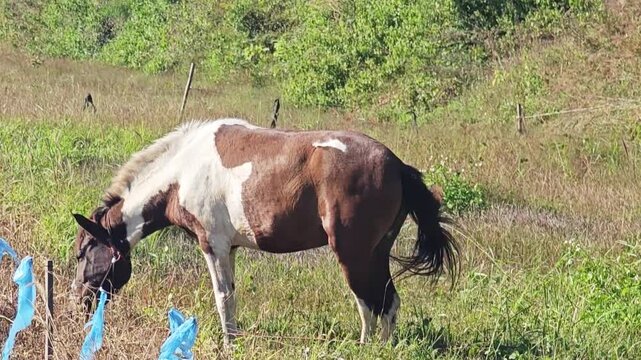 Beautiful pinto horse grazing in a sunny green pasture field.