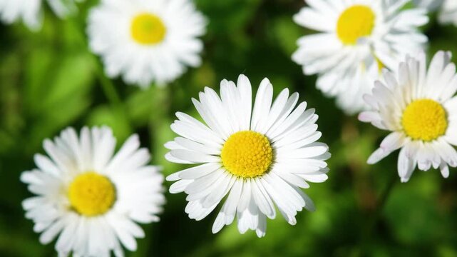 Common daisy (Bellis perennis) flowers in green field