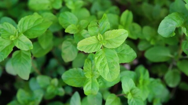 Oregano (Origanum vulgare) green leaves close-up healthy herb plant