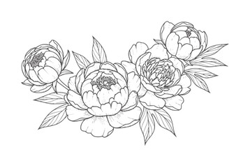 Delicate black and white line of blooming peonies with leaves peony flower blossom © Mehedi