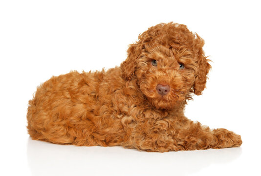 Small red labradoodle puppy lying down on clean surface