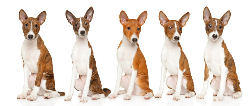 Five basenji puppies sitting in a row facing forward