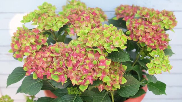 Hydrangea macrophylla flowers showing color change