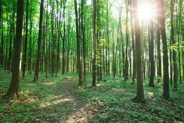 Fototapeta premium green Forest trees. nature green wood sunlight backgrounds
