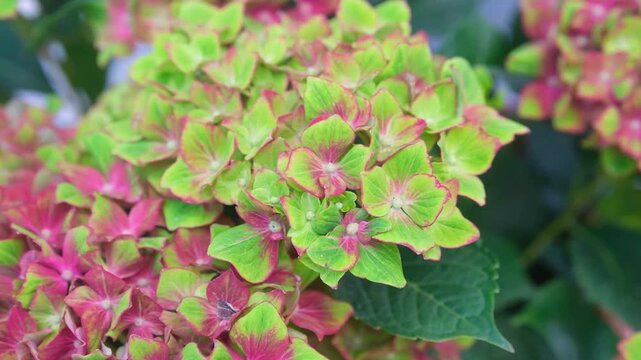 Bigleaf Hydrangea (Hydrangea macrophylla) blooming flowers in a garden