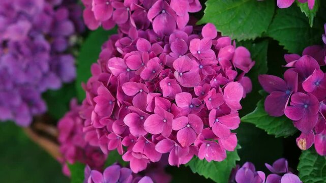 Pink Hydrangea (Hydrangea macrophylla) blooming in summer garden close-up