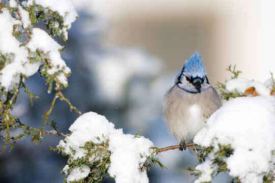 01288-048.20 Blue Jay (Cyanocitta cristata) in Keteleeri Juniper (Juniperus keteleeri) in winter, Marion Co. IL