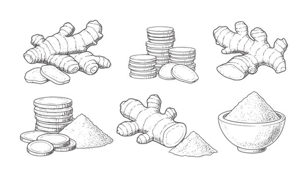 Hand drawn ginger root slices powder and stacks of coins spice food ingredient