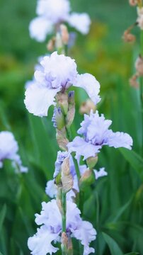 Bearded Iris (Iris germanica) blooming light purple flowers in a garden