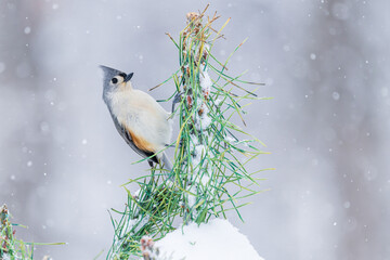 01298-03912 Tufted Titmouse (Baeolophus bicolor) perched on fir tree in winter snow storm Marion Co. IL © Daybreak Imagery