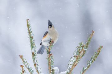 01298-04006 Tufted Titmouse (Baeolophus bicolor) perched on fir tree in winter snow storm Marion Co. IL © Daybreak Imagery