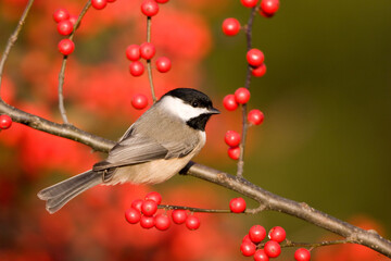 01299-027.11 Carolina Chickadee (Poecile carolinensis) on Common Winterberry (Ilex verticillata) bush, Marion Co. IL © Daybreak Imagery