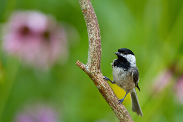 Obraz premium 01299-03304 Carolina Chickadee (Poecile carolinensis) in flower garden, Marion Co., IL