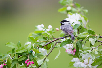 01299-03411 Carolina Chickadee (Poecile carolinensis) in Crabapple tree (Malus sp.) in spring Marion Co. IL © Daybreak Imagery