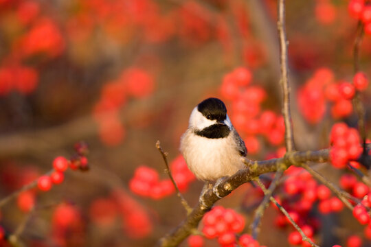 01299-028.15 Carolina Chickadee (Poecile carolinensis) on Common Winterberry (Ilex verticillata) in winter, Marion Co. IL