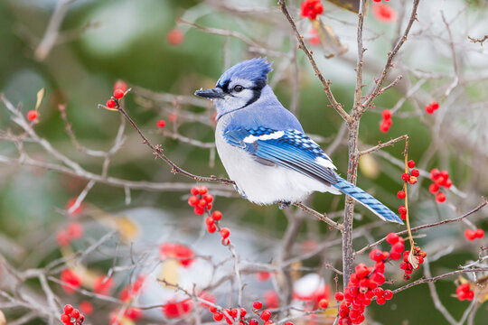 01288-06007 Blue Jay (Cyanocitta cristata) in Common Winterberry bush (Ilex verticillata) in winter Marion Co. IL