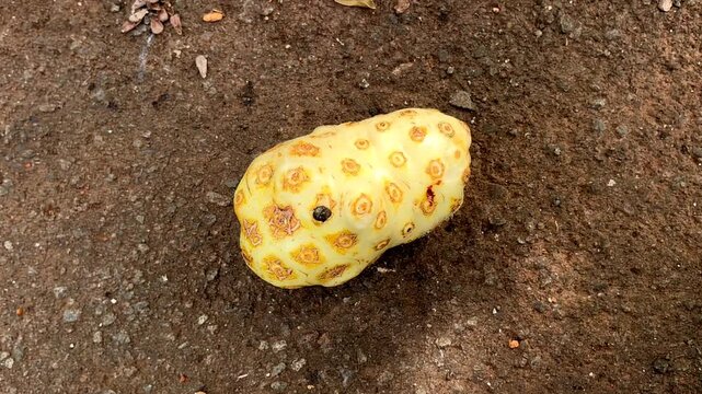4K Macro Footage of Ripe Noni Fruit Morinda Citrifolia Mengkudu on Ground, Herbal Medicine Superfood B-roll
