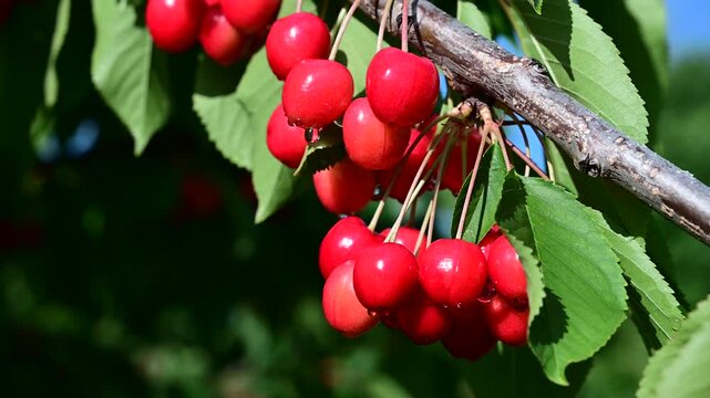 Video of a cherry tree with fruit after a storm in France in the spring in the Loire department.