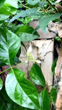 Flower buds of Jasmine or Melati or Jasminum sambac.  In Indonesia, one type of jasmine has been chosen as the "national puspa" or national symbol flower, namely white jasmine.