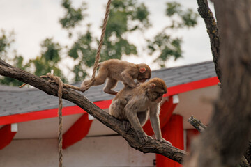 Fototapeta premium Mother with baby monkey crawling in trees in the city.