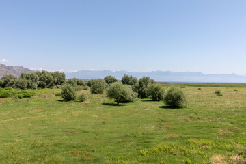 Fototapeta premium Wide landscape view of a green meadow with scattered olive trees and distant mountains near Skadar Lake, Montenegro, under clear blue sky on a sunny day