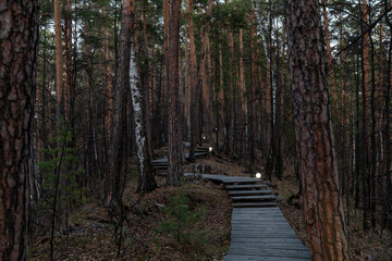 Obraz premium Wooden boardwalk and steps winding through a dense pine forest at dusk, with small ground lights along the path, creating a calm outdoor hiking and travel scene
