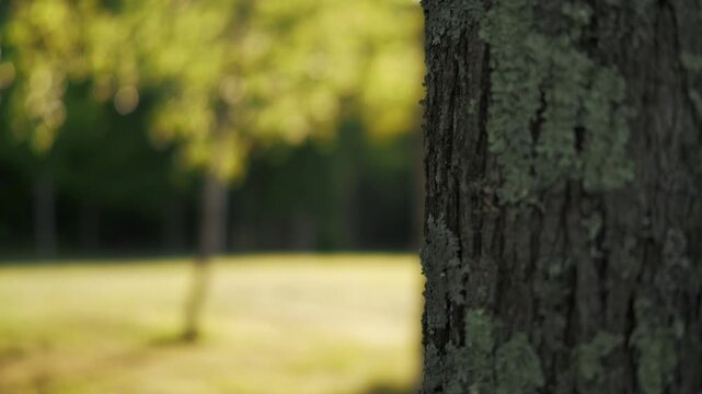 Close-up of a tree trunk in the foreground with a park landscape in the background