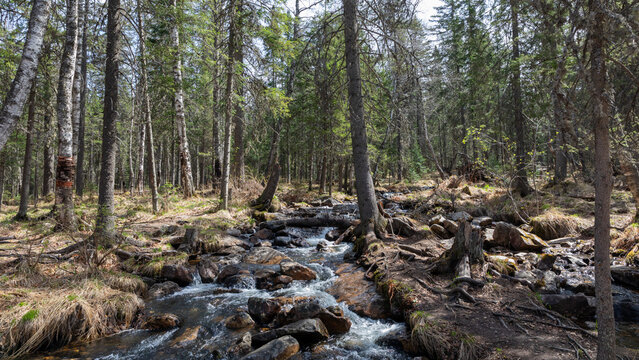 Rocky creek flowing through a mixed conifer and birch forest in Iremel Park, Russia, with clear water, mossy stones and fresh spring greenery in natural wilderness
