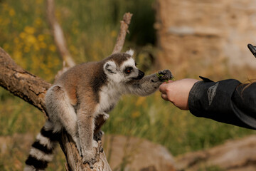 Fototapeta premium Ring-tailed lemur interacts with a person holding a cup. The lemur has gray fur with black and white markings. The person is wearing a green jacket