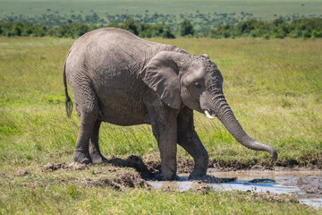 Fototapeta premium African elephant stands by waterhole on savanna